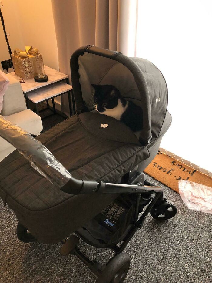 A cat sitting in a baby stroller indoors, a funny pregnancy situation.