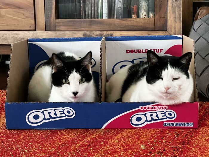 Two cats sitting in Oreo boxes, creating a funny cat trap visual.