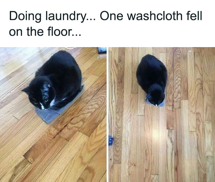 Black cat sitting on a washcloth on a wooden floor, creating a funny cat trap effect.