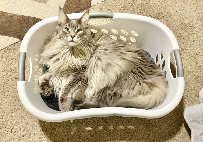Fluffy cat sitting comfortably in a white laundry basket, showcasing its playful side in a funny cat trap scenario.