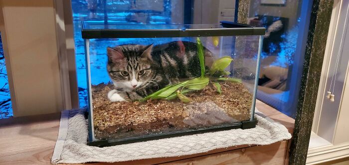 Cat humorously sitting inside an empty terrarium, resembling a cat trap, with a cozy indoor backdrop.