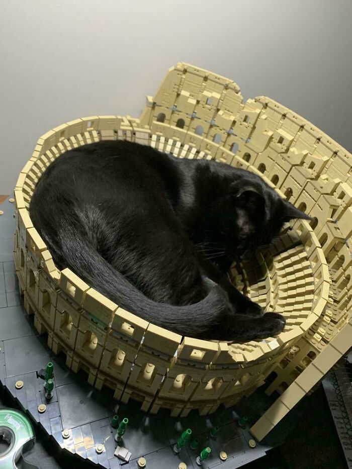 Black cat sleeping inside a model coliseum, demonstrating a funny cat trap scenario.