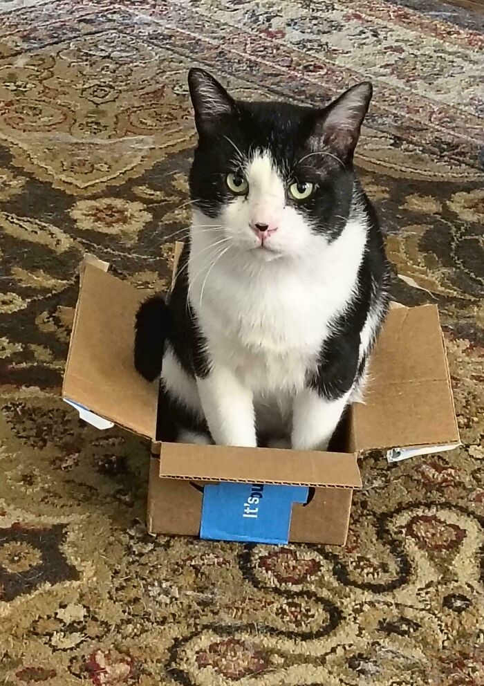 Black and white cat sitting snugly in a small box on a patterned rug, showcasing a funny cat trap moment.