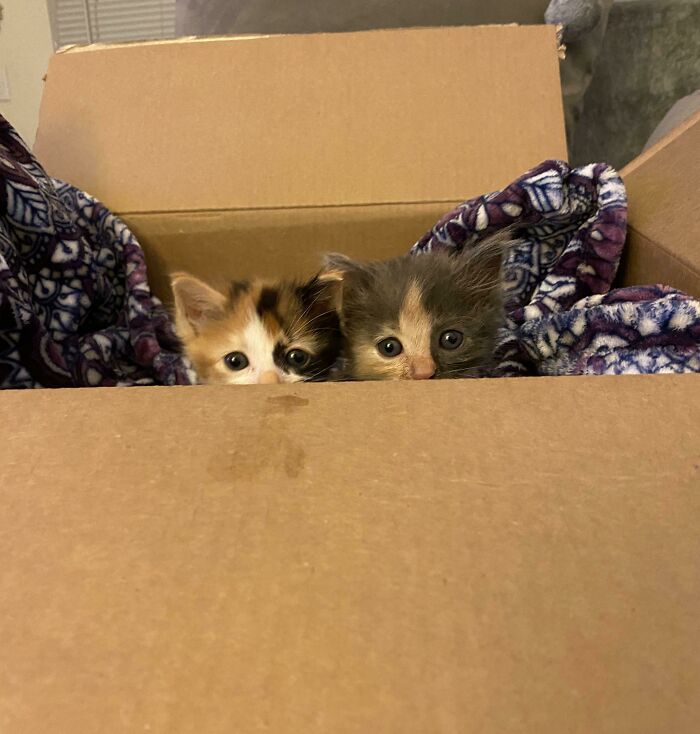 Two playful kittens peeking out of a cozy box, creating a funny cat trap scene.