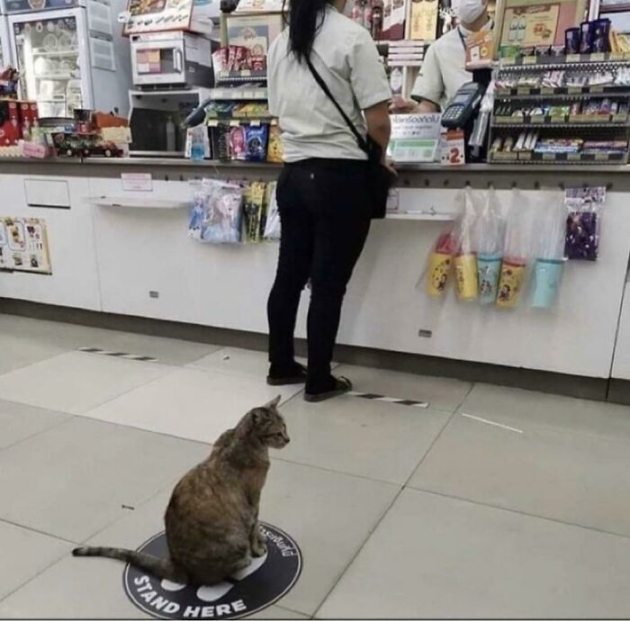Cat sitting on a marked spot in a store, creating a funny cat trap scene.