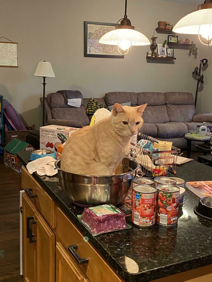 Cat sitting in a metal bowl on a kitchen counter surrounded by groceries, a classic funny cat trap scenario.