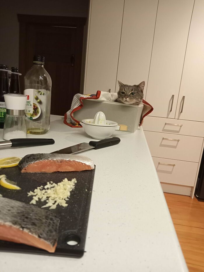 Cat sitting humorously in a box on kitchen counter next to food prep, embodying funny cat trap pics concept.