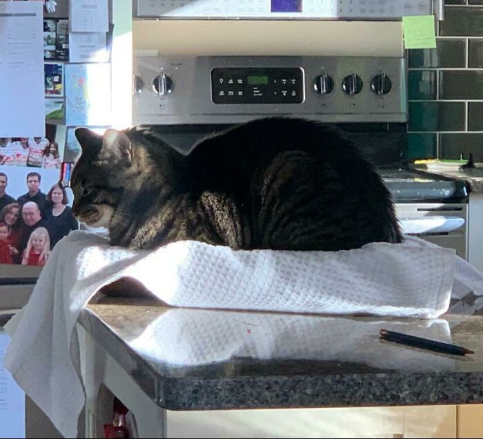 A cat lying on a kitchen counter wrapped in a towel, looking like it's in a trap.