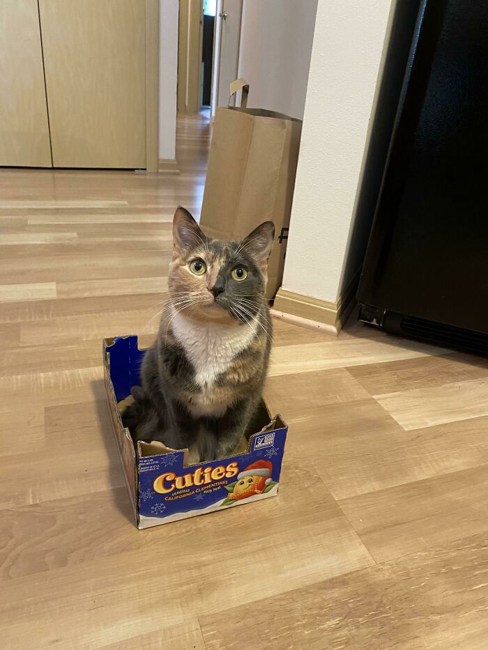 Cat sitting in a small cardboard box on a wooden floor, looking playfully at the camera.
