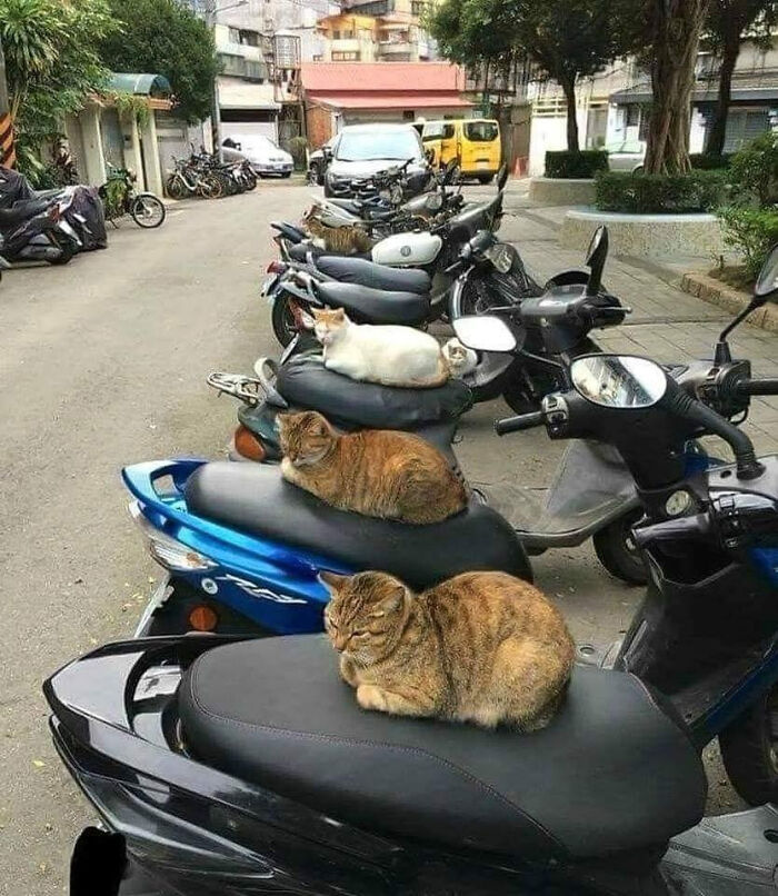 Cats lounging on parked scooters in a row, creating a funny cat trap scene on a bustling street.