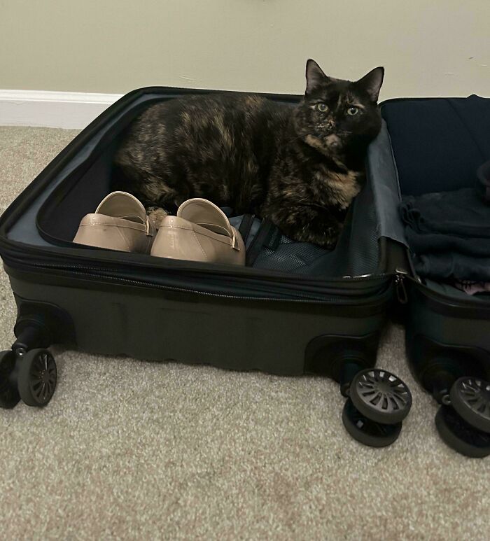 Cat sitting in a suitcase with shoes, creating a funny cat trap scene.