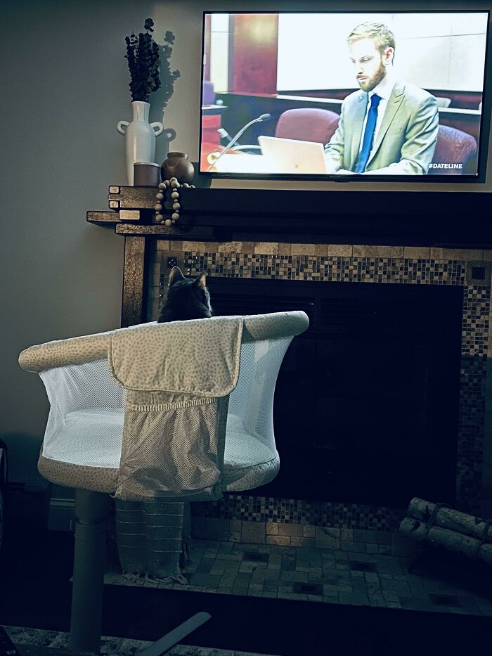 Cat sits in a crib, amusingly watching TV, creating a funny cat trap scene.