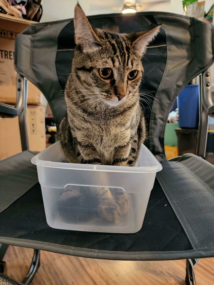 Tabby cat snugly sitting in a small plastic container on a chair; a classic example of funny cat trap pics.