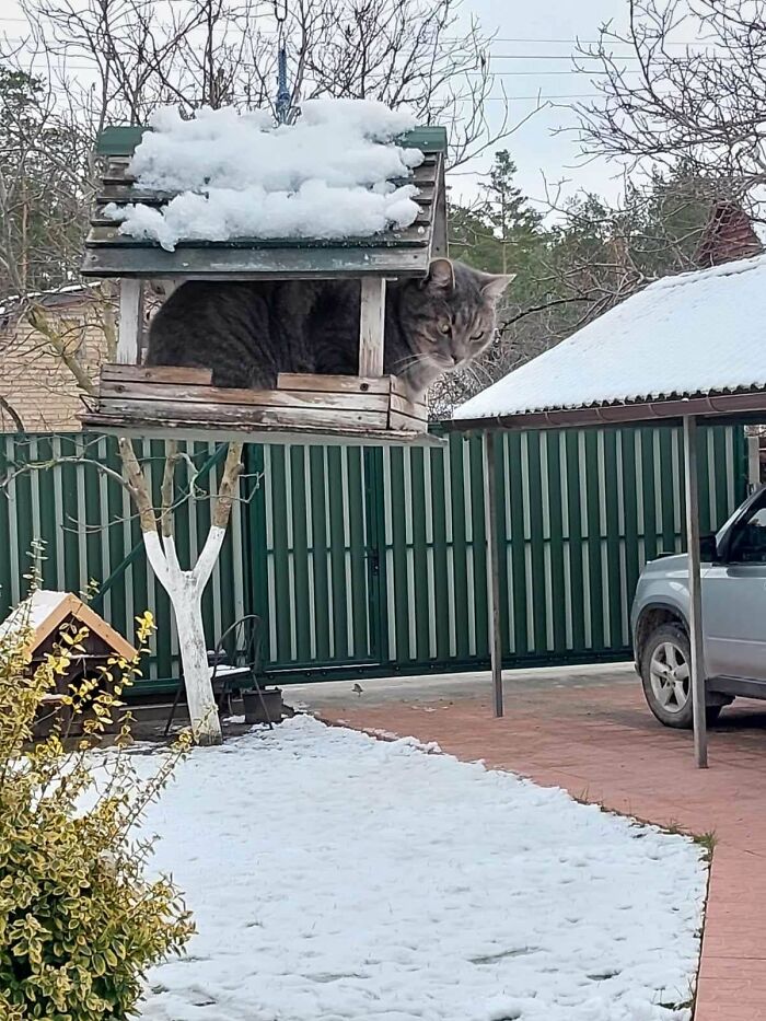 Cat humorously trapped in a snowy birdhouse, showcasing funny cat trap antics.