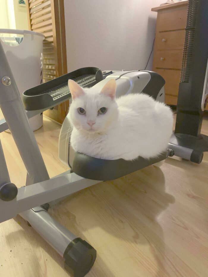 White cat sitting snugly on an exercise machine, showcasing funny cat trap behavior.