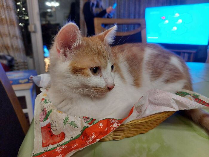 Cat relaxing in a small basket with Christmas-themed decor, a cute example of funny cat trap pics.