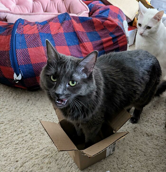 Gray cat amusingly squeezed in a small box, with a curious white cat in the background. Funny cat trap scene.