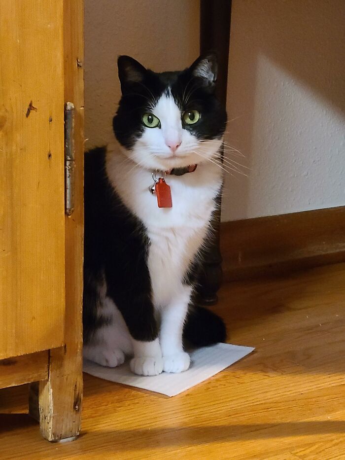 A black and white cat sits on a white paper on a wooden floor, appearing amused.