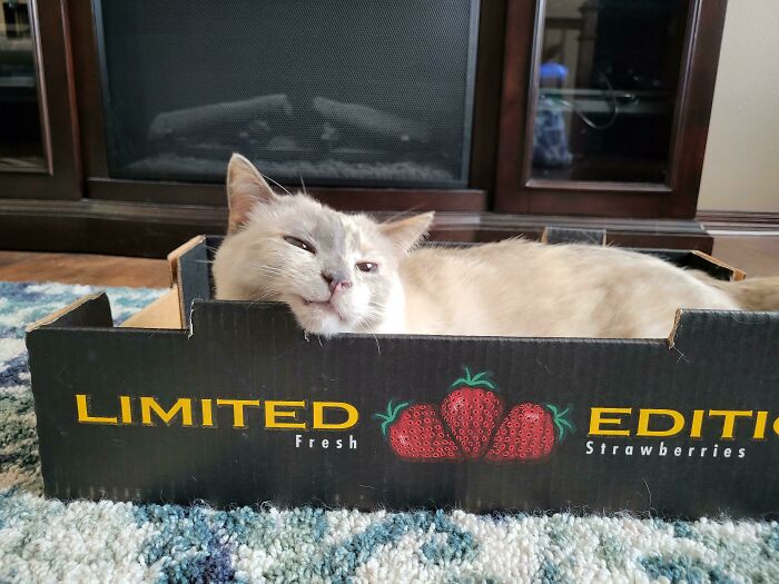 Cat relaxing in a fruit box labeled "limited edition" on a carpet, showcasing funny cat trap moments.