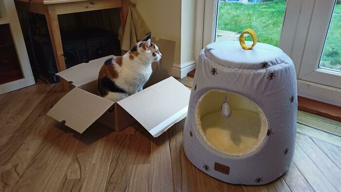 Cat sitting in a cardboard box, ignoring a soft cat bed next to it, embodying funny cat trap behavior.