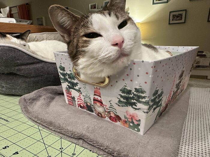 Cat comfortably sitting in a festive box on a crafting table, embodying a funny cat trap scenario.