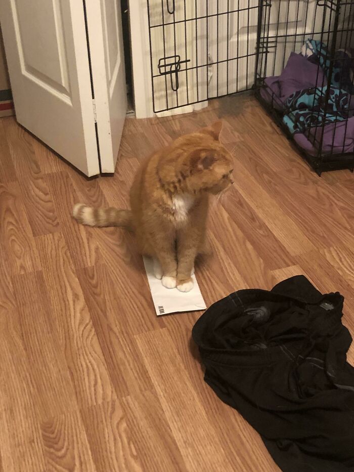 Orange cat sitting on a piece of paper in a room, a humorous example of cat traps.