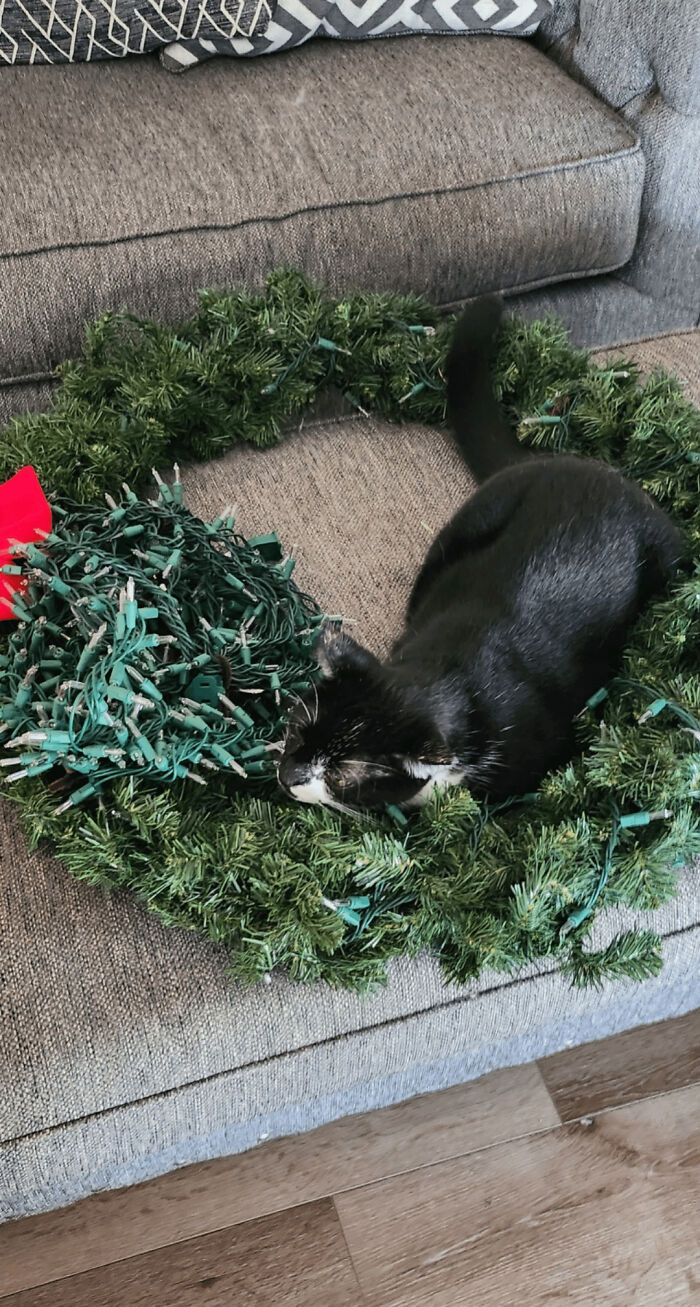 Cat nestled in a holiday wreath on a gray sofa, illustrating a funny cat trap scenario.