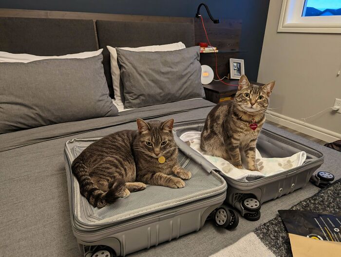 Two cats lounging in open suitcases on a bed; a playful funny cat trap scene.