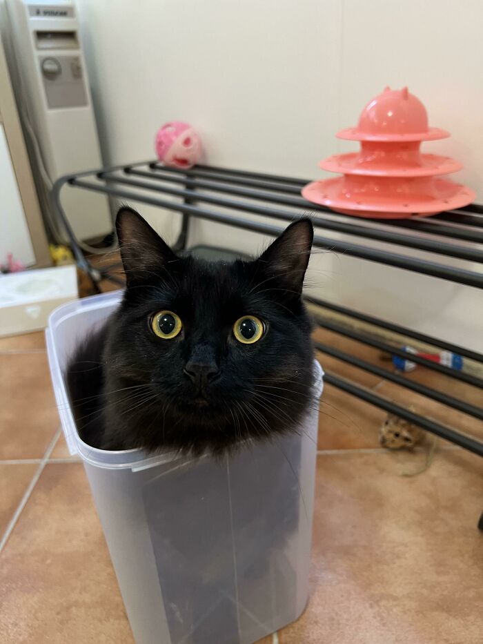 Black cat sitting snugly in a transparent container, illustrating funny cat trap scenarios.