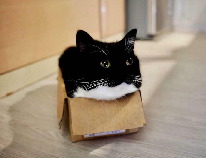 Black and white cat snugly fitting into a small cardboard box on the floor, showcasing funny cat trap behavior.
