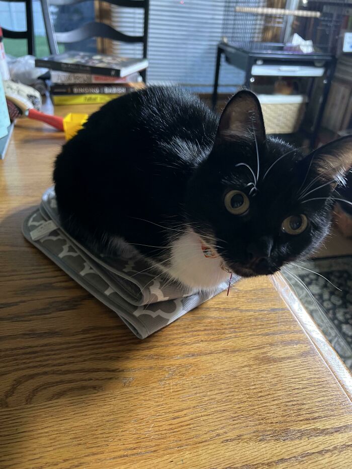 Black and white cat sitting on a folded mat on a wooden table, creating a funny cat trap moment.
