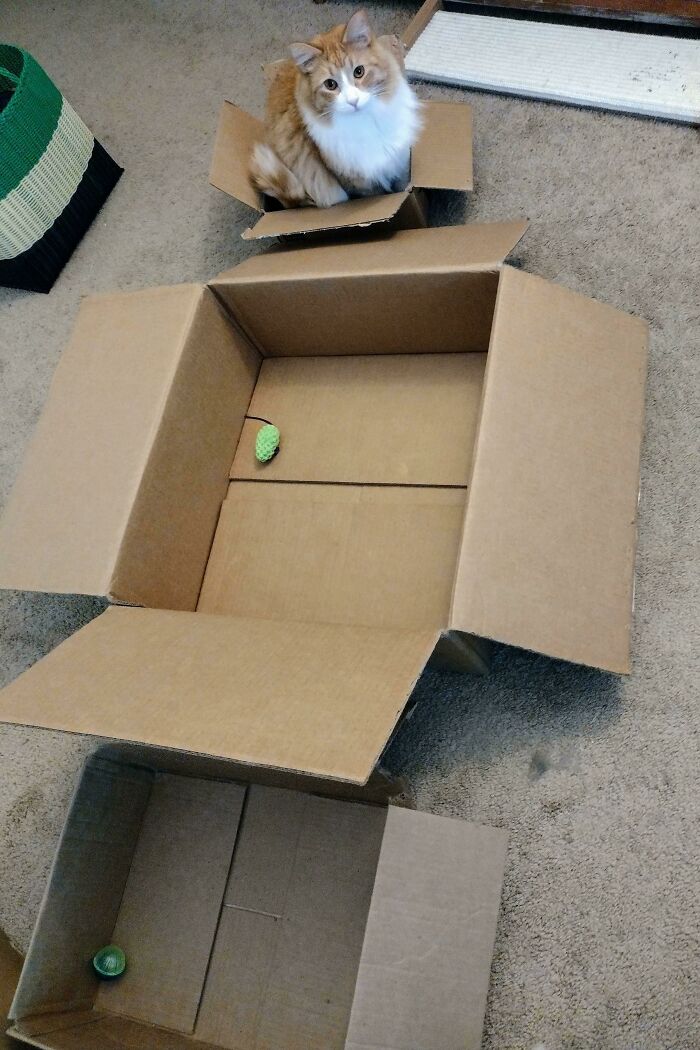 Fluffy cat sitting in a small box, surrounded by larger empty boxes on the carpet.