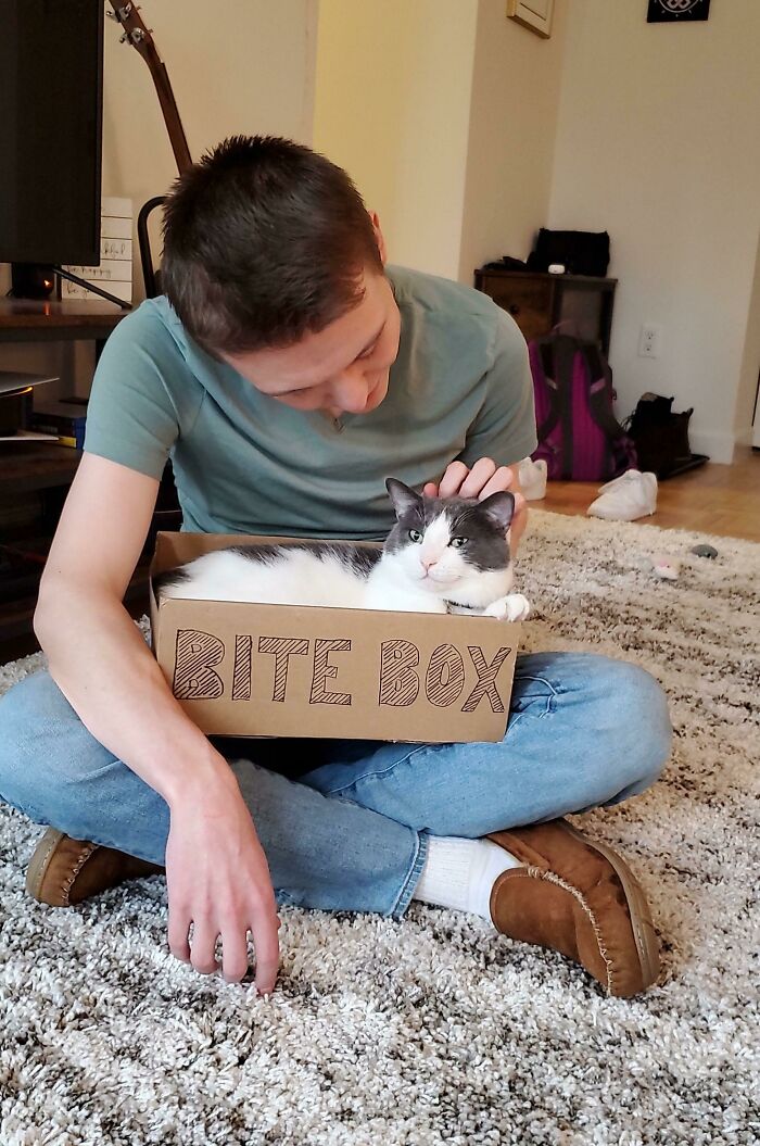 Cat comfortably sitting in a box labeled "Bite Box," being gently pet by a person, embodying funny cat trap pics.