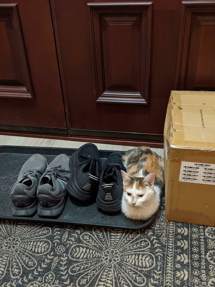 Calico cat humorously sitting between shoes on a mat, resembling a funny cat trap.