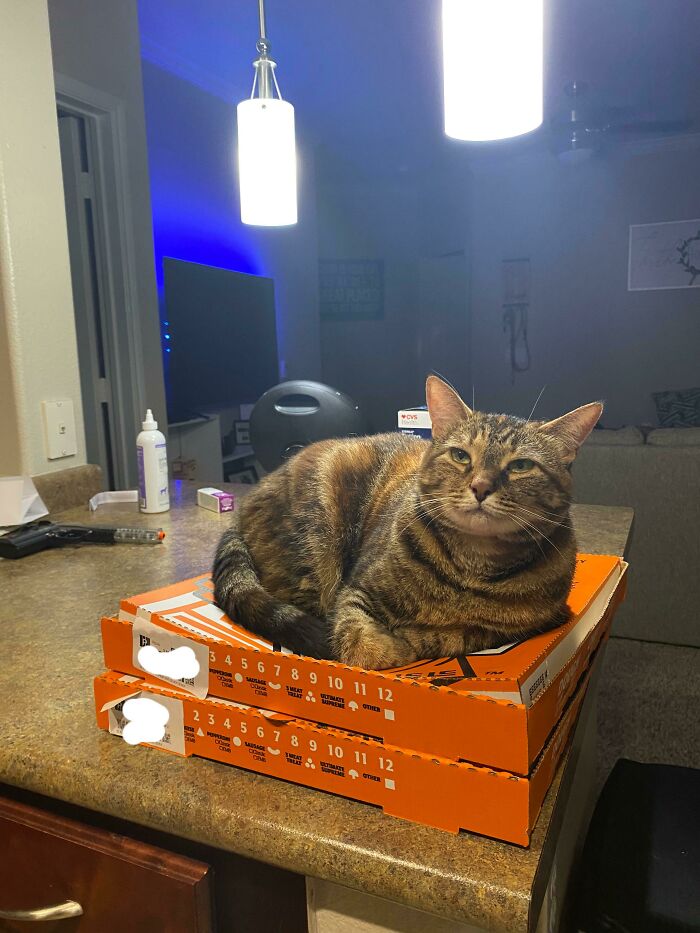 Cat lounging on pizza boxes in a kitchen, under bright lights, creating a funny cat trap scenario.