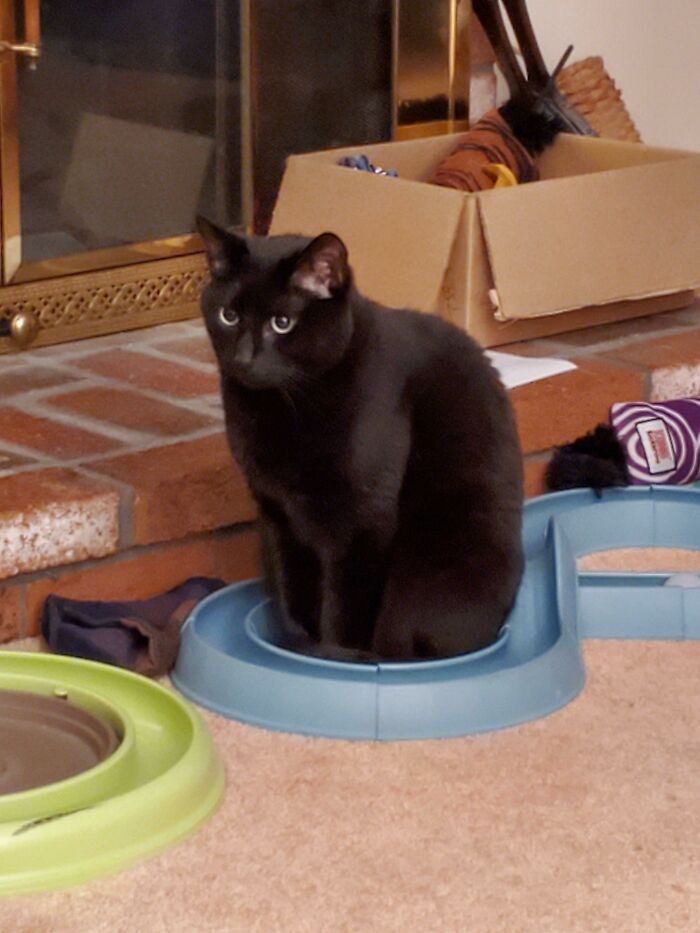 A black cat humorously sits in a small blue toy, creating a funny cat trap scene in a living room.