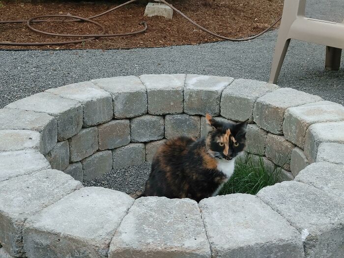 Calico cat sitting in a circular stone enclosure, looking curiously trapped.
