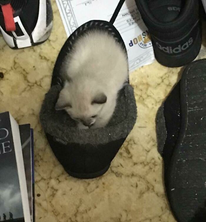 Funny cat trapped in a slipper on the floor next to shoes and a book.
