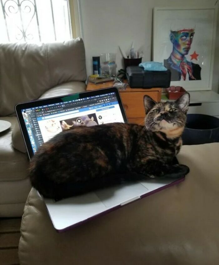 Tortoiseshell cat lounging on an open laptop, exemplifying funny cat trap pics in a cozy living room setting.