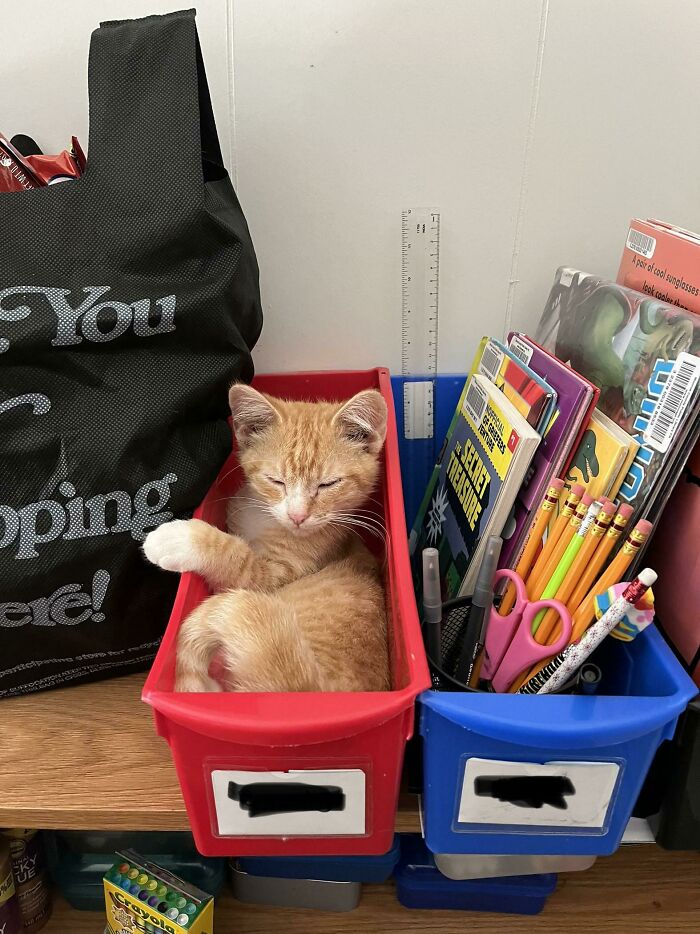 Orange kitten humorously nestled in a red container next to school supplies, embodying funny cat trap pics theme.
