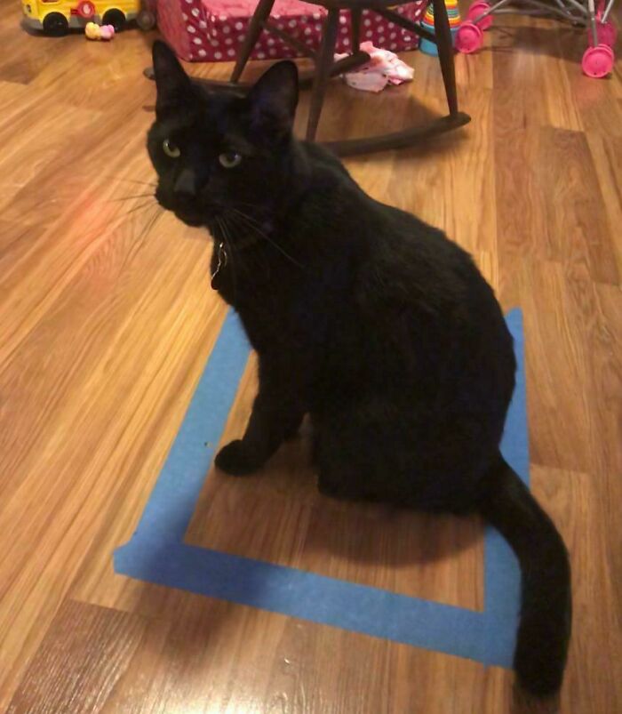 Black cat sitting in a tape square on the floor, a classic example of funny cat traps.