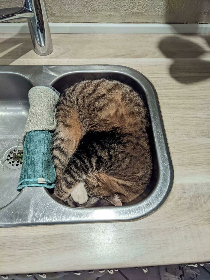 Cat curled up in a kitchen sink, embodying a funny cat trap scenario.