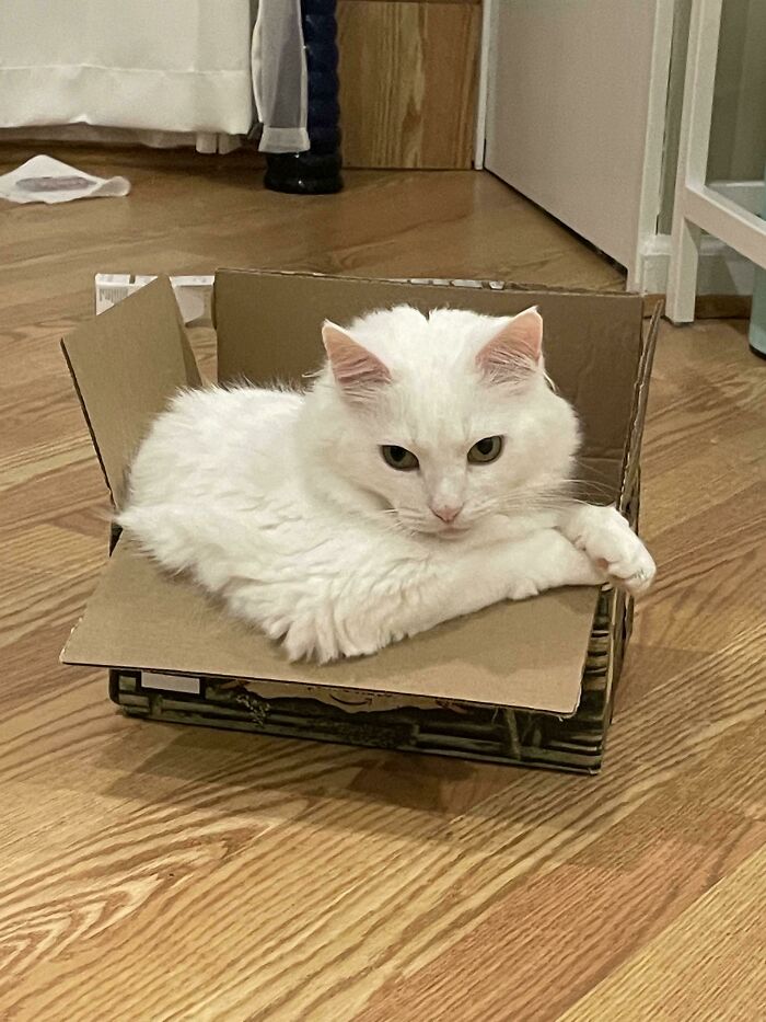 White cat in a small box on wooden floor, showcasing a funny cat trap moment.