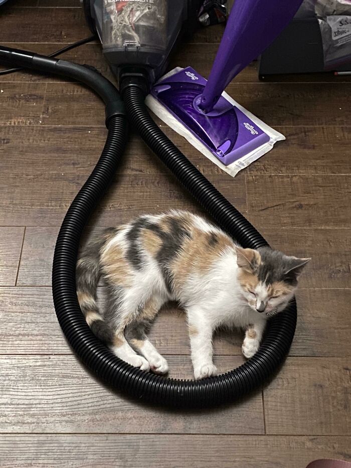 Sleeping cat curled inside a vacuum hose circle on a wooden floor in a funny cat trap.