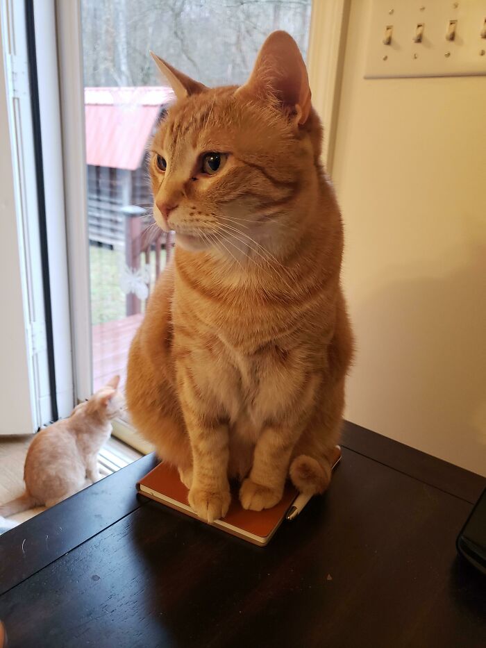 Orange cat sitting on a notebook, embodying a funny cat trap as another cat looks outside.