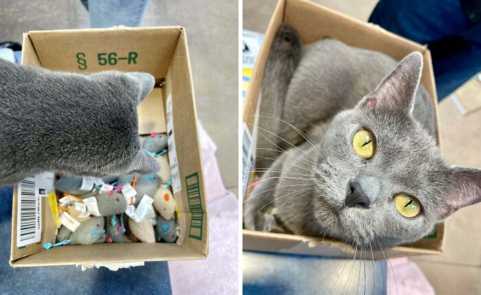 Gray cat sitting in a box of toy mice, looking up with curious yellow eyes.