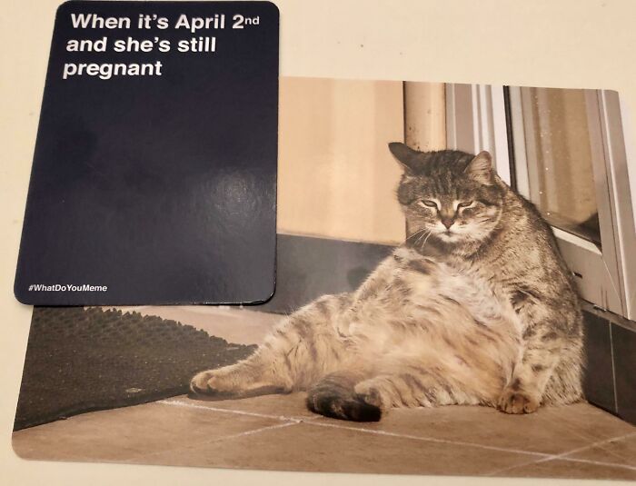 Pregnant cat meme humorously depicting funny pregnancy situations, featuring a lounging cat and a playful caption.