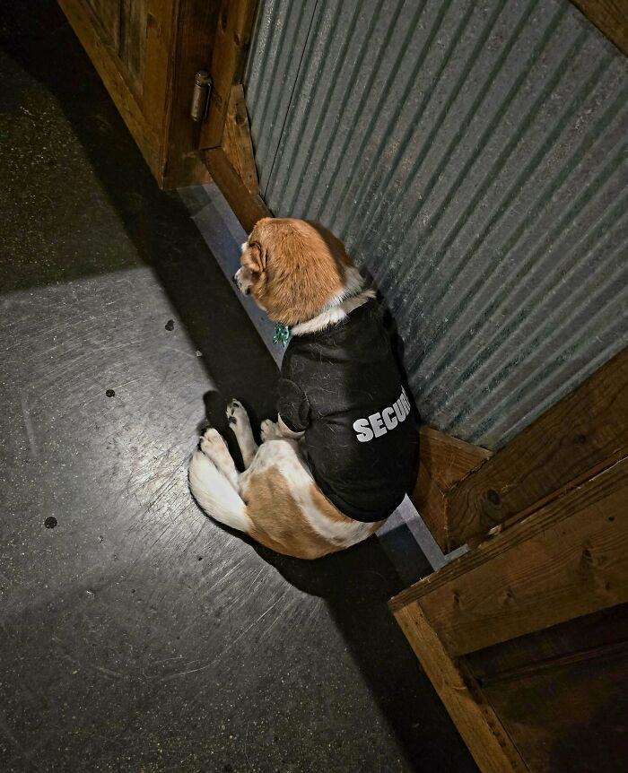 Dog in a security vest sits against a corrugated wall, showcasing malfunctioning shenanigans.