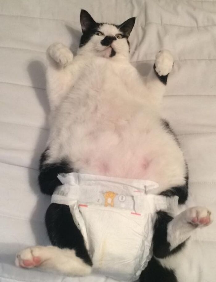 Cat wearing a baby diaper, lying on its back, resembling funny pregnancy situations.