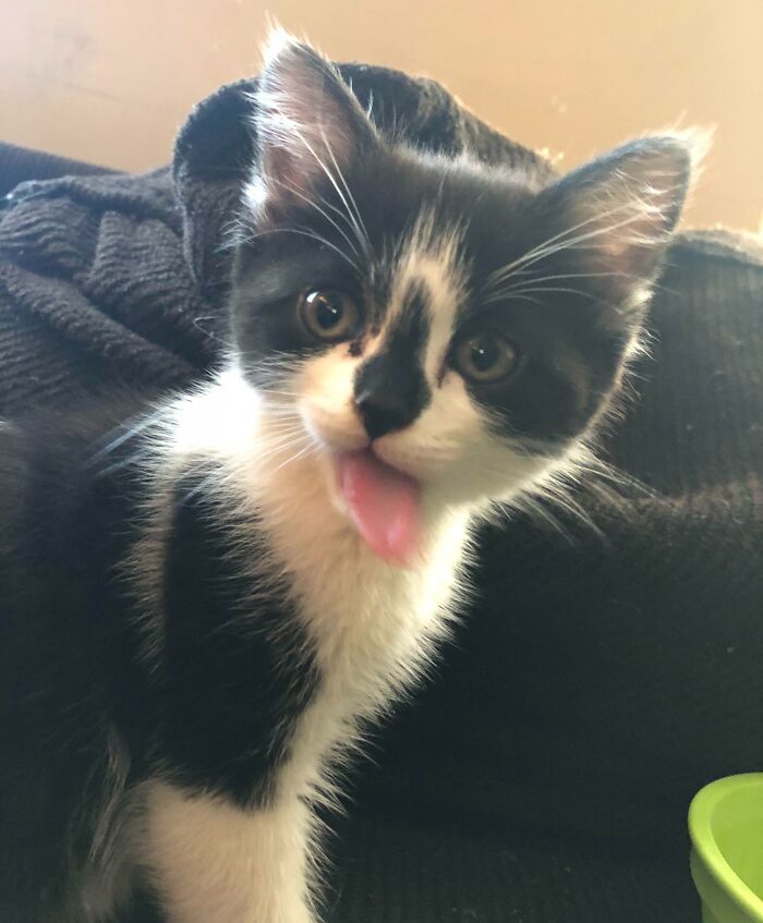 Cute kitten sticking out tongue, providing a playful and funny moment.